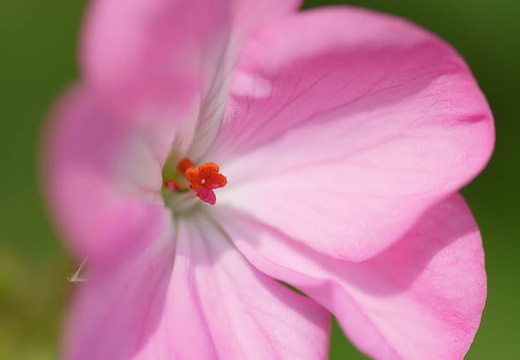 201006051234-DSC05472.jpg