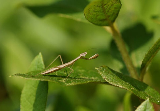 201006051411-DSC05634.jpg