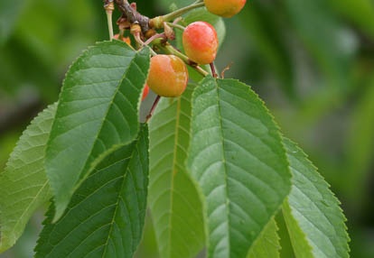201006060654-DSC05813.jpg
