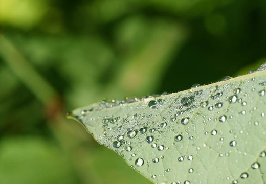 201006060725-DSC05867.jpg