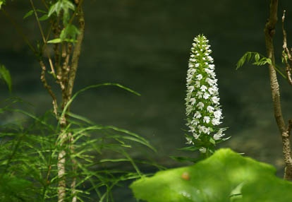 201006070947-DSC06715.jpg