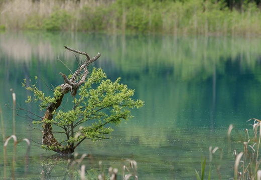 201006071023-DSC06779.jpg