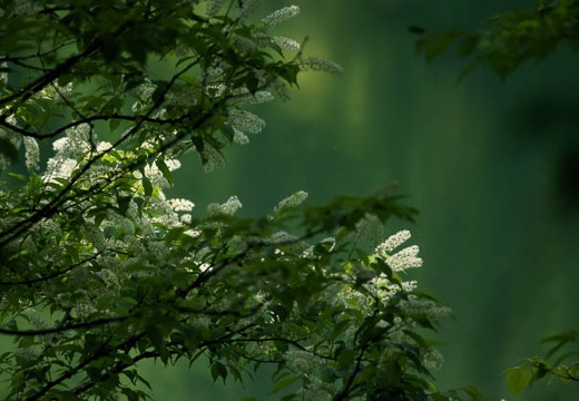 201006071214-DSC06987.jpg