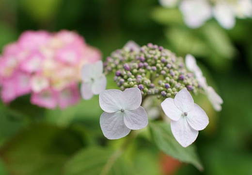 201006091430-DSC07432.jpg