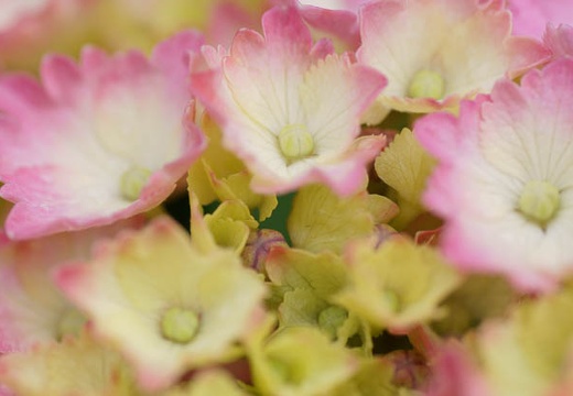 201006091511-DSC07486.jpg