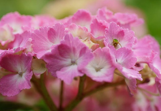 201006091516-DSC07496.jpg