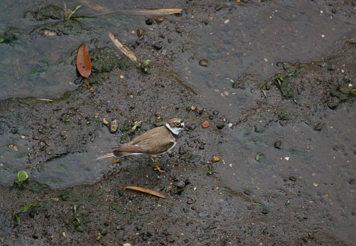 201006091536-DSC07528.jpg