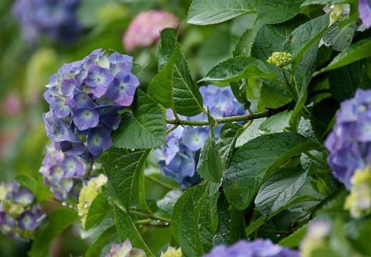 201006091550-DSC07554.jpg