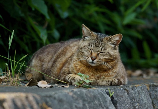 201006101543-DSC08070.jpg