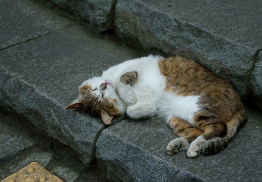 201006101550-DSC08077.jpg