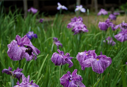 201006111605-DSC08429.jpg