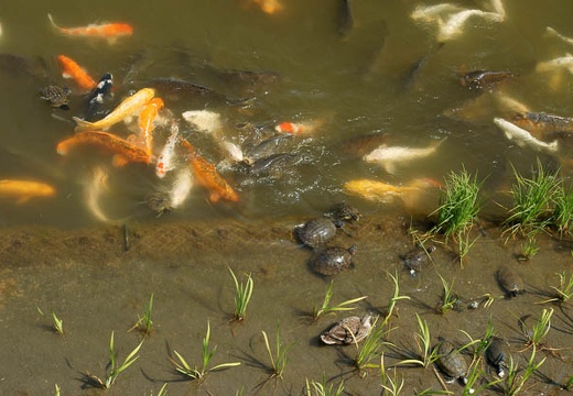 201006121358-DSC08714.jpg