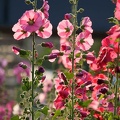 201006121727-DSC08939.jpg