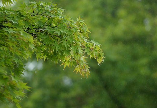 201006141314-DSC08995.jpg