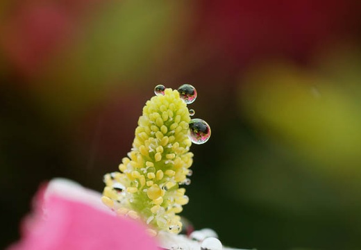 201006141329-DSC09020.jpg