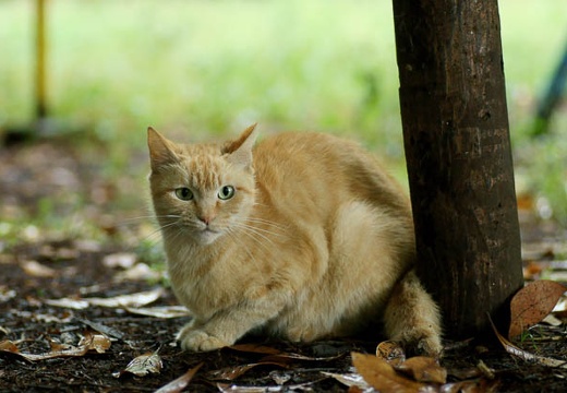 201006141409-DSC09098.jpg