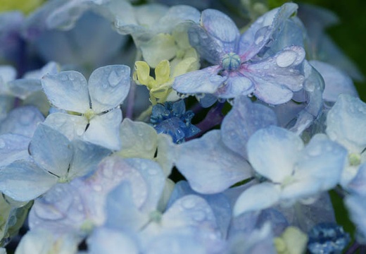 201006141435-DSC09139.jpg