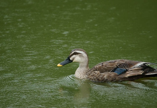 201006141527-DSC09206.jpg