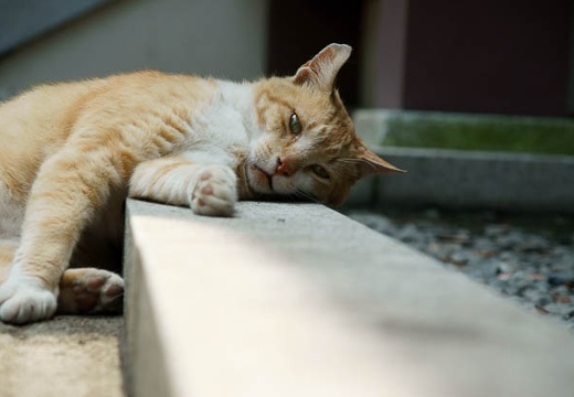 201006151206-DSC09420.jpg