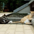 201006151210-DSC09433.jpg