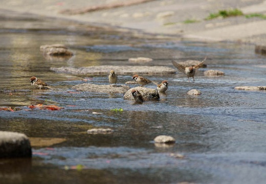 201006151357-DSC09782.jpg