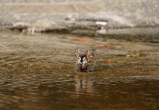 201006151359-DSC09808.jpg