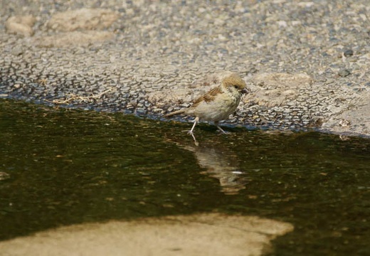 201006151403-DSC09894.jpg