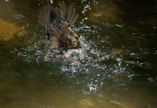 201006161315-DSC00188.jpg