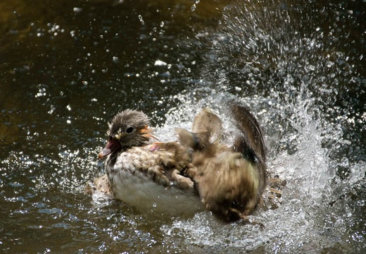 201006161316-DSC00219.jpg