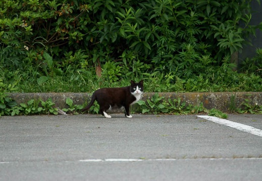 201006171829-DSC01066.jpg