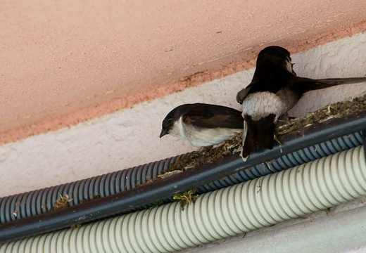 201006250805-DSC01715.jpg