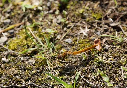 201006250818-DSC01750.jpg