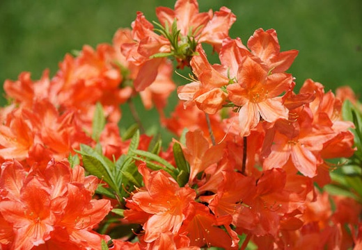 201006251143-DSC02031.jpg