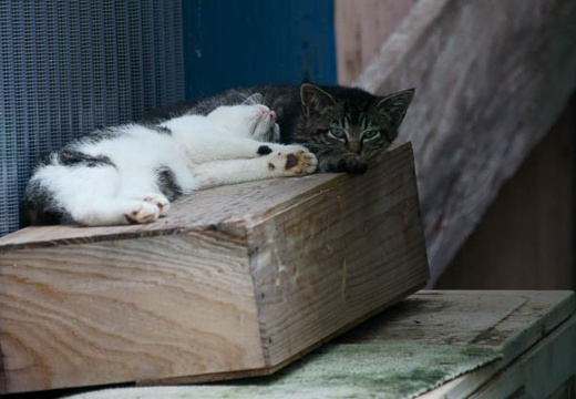 201006290602-DSC02261.jpg