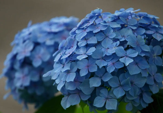 201006290606-DSC02263.jpg