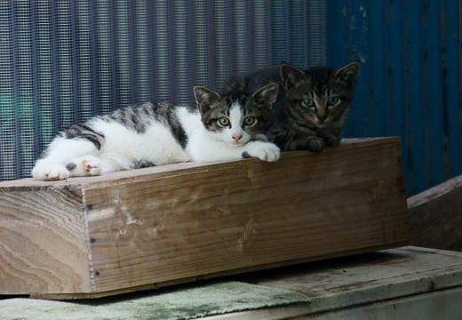 201006290607-DSC02265.jpg