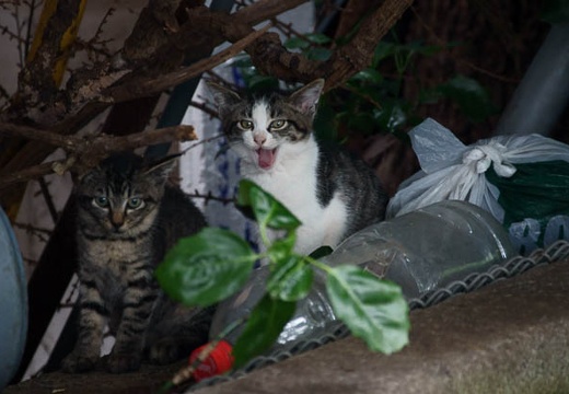 201006290609-DSC02271.jpg