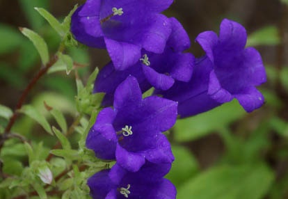 201006290629-DSC02306.jpg