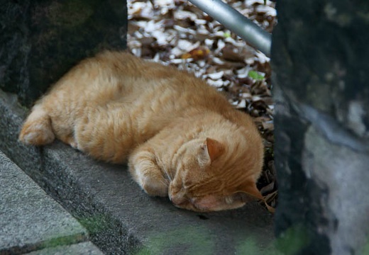 201007091342-DSC02850.jpg