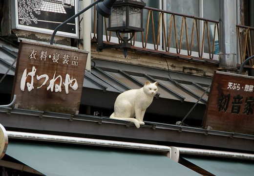 07.09 谷中
