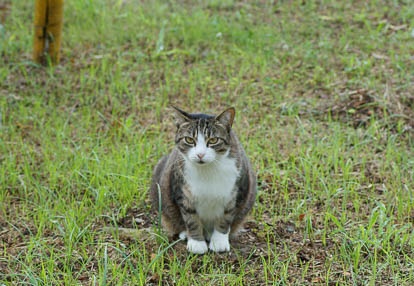 201007100648-DSC02936.jpg