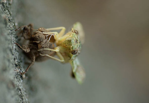 201007100650-DSC02942.jpg