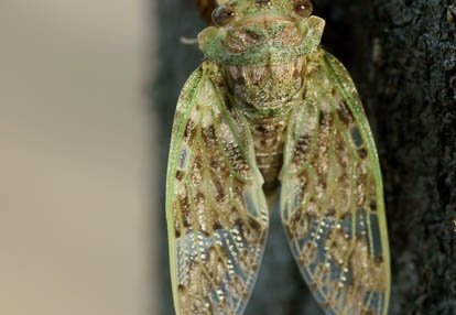 201007100700-DSC02970.jpg