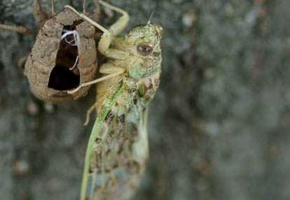 201007100707-DSC02991.jpg