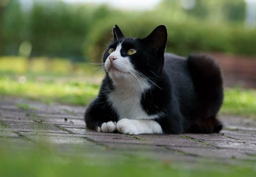 201007100710-DSC02996.jpg