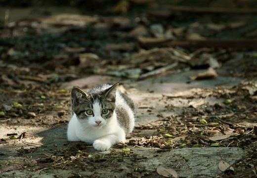 201007100739-DSC03031.jpg