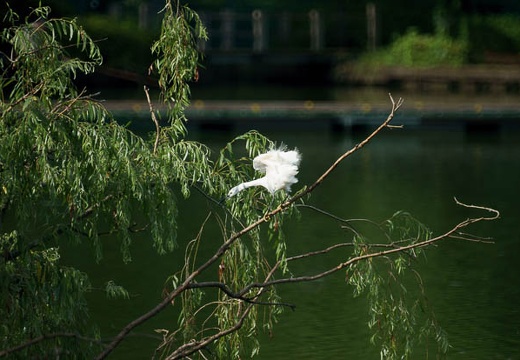 201007100741-DSC03033.jpg