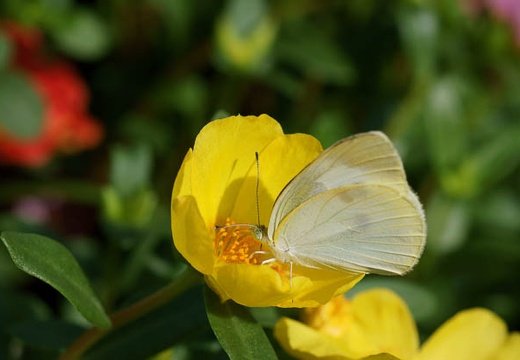201007100803-DSC03071.jpg