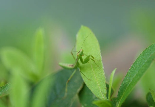 201007100928-DSC03180.jpg