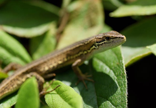 201007100935-DSC03195.jpg
